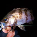 メバリングの飛ばしウキ仕掛けと釣り方【フロートリグ】