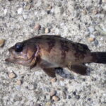 メバルのエビ撒き釣りの仕掛けと釣り方!冬でも釣れる?