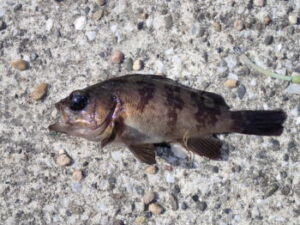 メバルのエビ撒き釣りの仕掛けと釣り方!冬でも釣れる?