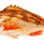 沖メバル釣りの仕掛けと釣り方・エサ