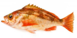 沖メバル釣りの仕掛けと釣り方・エサ