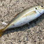 ブッコミサビキ仕掛け(遠投)と釣り方【アジ】