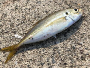 ブッコミサビキ仕掛け（遠投）と釣り方【アジ】