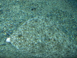 冬のヒラメ釣り!寒ヒラメの時期や攻略法は?