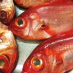 キンメダイ・クロムツのジギングタックルと釣り方