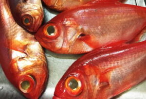 キンメダイ・クロムツのジギングタックルと釣り方