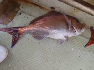 タイサビキの仕掛けと動かし方【瀬戸内】