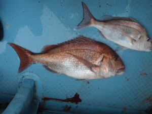 ディープタイラバの仕掛けと釣り方