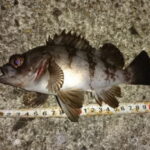 メバル釣りのエサと付け方