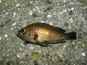 メバリングの夏の攻略法!釣り方・ポイントは?