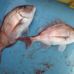 ヤリイカ泳がせ釣り仕掛けと釣り方