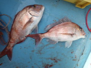 ヤリイカ泳がせ釣り仕掛けと釣り方