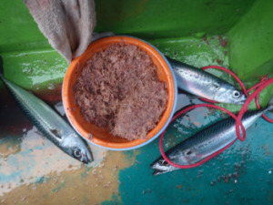 寒サバ釣りの仕掛けと釣り方【外房・和歌山】