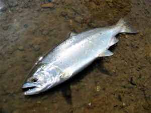 サクラマスジギングのタックルと釣り方