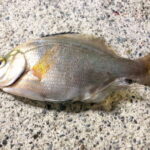 ウミタナゴ釣りの時期