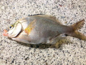 ウミタナゴ釣りの時期