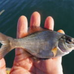 ウミタナゴ釣りの仕掛けと釣り方