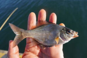 ウミタナゴ釣りの仕掛けと釣り方