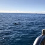 ライトヤリイカの仕掛け(ロッドなど)と釣り方【鹿島などの茨城エリア】