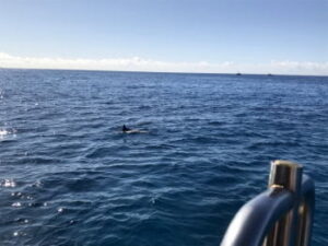 ライトヤリイカの仕掛け(ロッドなど)と釣り方【鹿島などの茨城エリア】