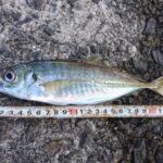 【アジング】冬は釣れない！？ワームや風対策などは？