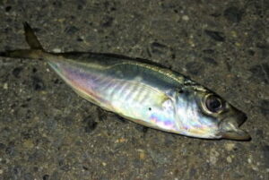 アジのウキフカセ釣り仕掛けと釣り方