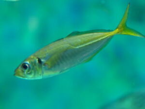 ライトビシアジの仕掛けと釣り方