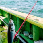ビシアジの仕掛けと釣り方のコツ