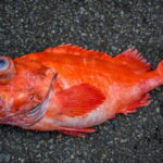 アコウダイ釣りの仕掛けと釣り方・エサ【メヌケ】