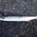 カマス釣りのウキ釣り仕掛けと釣り方【堤防】
