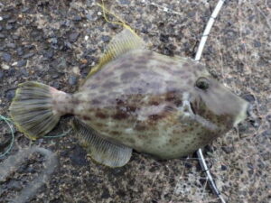 ハギングの仕掛けと釣り方