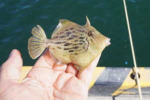 カワハギ釣りのおかっぱりでのポイント!夜釣りは釣れる?