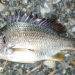 キビレの投げ釣り仕掛けと釣り方