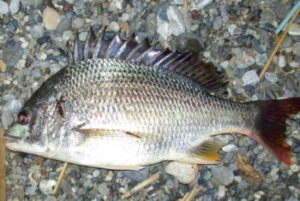 キビレの投げ釣り仕掛けと釣り方