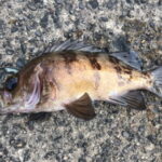 メバルのカブラ釣り仕掛けと釣り方