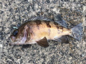 メバルのカブラ釣り仕掛けと釣り方