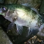 メバリングのドリフト釣法とスプリットショットリグ