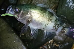 メバリングのドリフト釣法とスプリットショットリグ