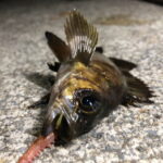 メバルのフロートのおすすめ!釣り方や時期は?産卵前後に出番が多い!?