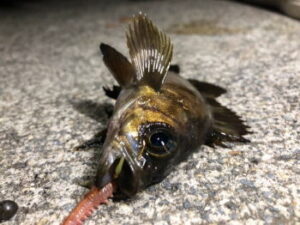 メバルのフロートのおすすめ!釣り方や時期は?産卵前後に出番が多い!?