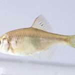 タナゴ釣りの時期(シーズン)と時間帯