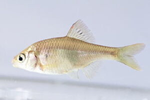 タナゴ釣りの時期（シーズン）と時間帯