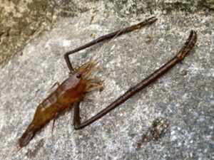 テナガエビ釣りの仕掛けと釣り方!夜釣りは?