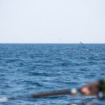 トラフグ釣りの仕掛けと釣り方【東京湾】