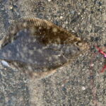 花見カレイ釣りの仕掛けと釣り方!釣れる時期・時間帯は?