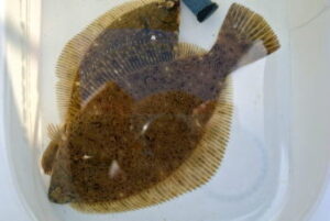 カレイのかかり釣り仕掛けと釣り方【船】