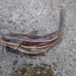 堤防で釣れる毒のある魚!知らないと危険!