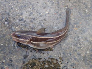 堤防で釣れる毒のある魚!知らないと危険!