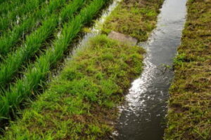 小鮒釣りの仕掛けと釣り方・エサ【マブナ】