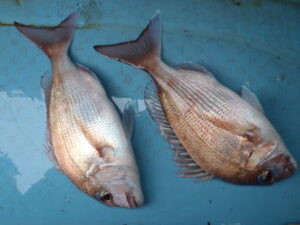 真鯛ジギングの釣り方！スピニングタックルで狙う！